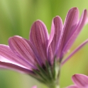 Macro fleurs La Tour - 060